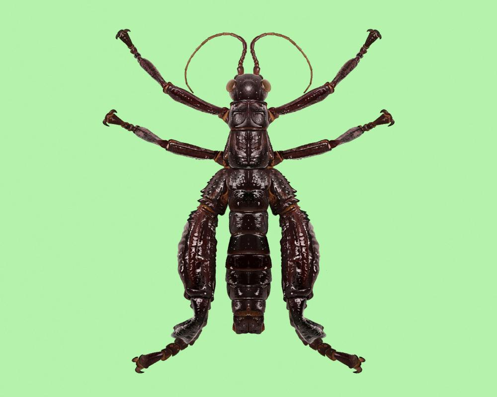 Walking Sausage Giant Stick Insect: Hope for Lord Howe Species