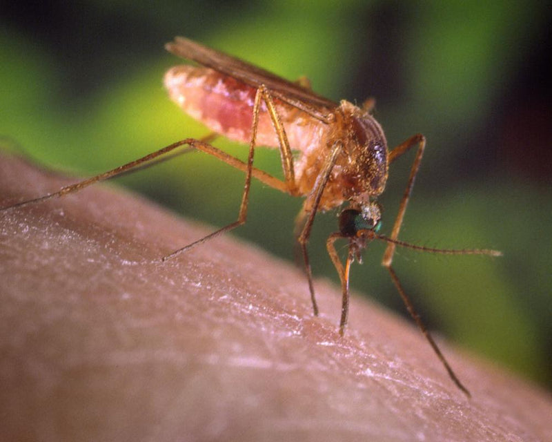 Los Angeles Mosquito Infestation: A Living Hell for Residents