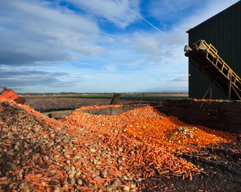 UK Food Security Crisis: Local Food Hubs as a Resilient Fix