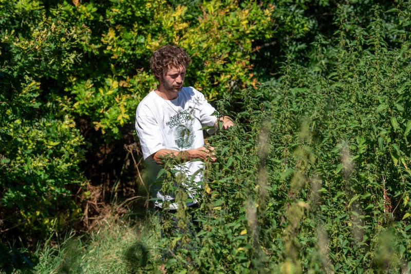 Foraging for Food: How to Save Money and Eat Wild