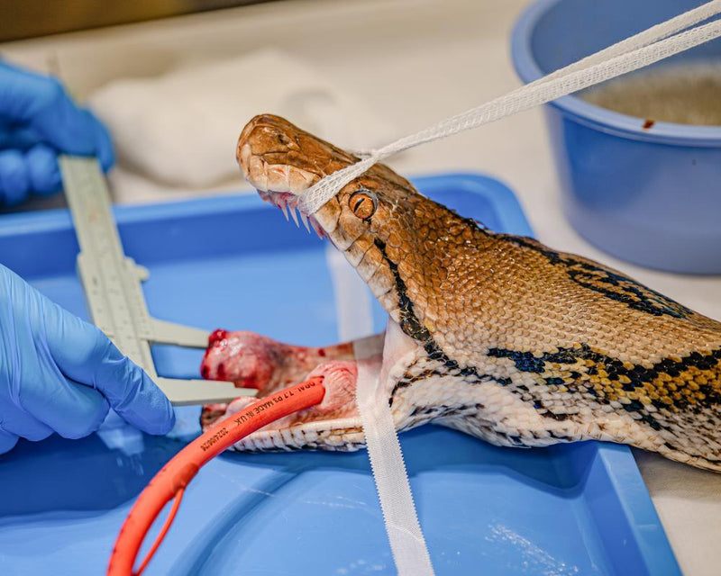 Python becomes first snake to get pioneering cancer treatment