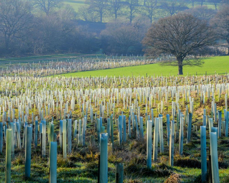 UK Government Pledges Half a Million Trees for England