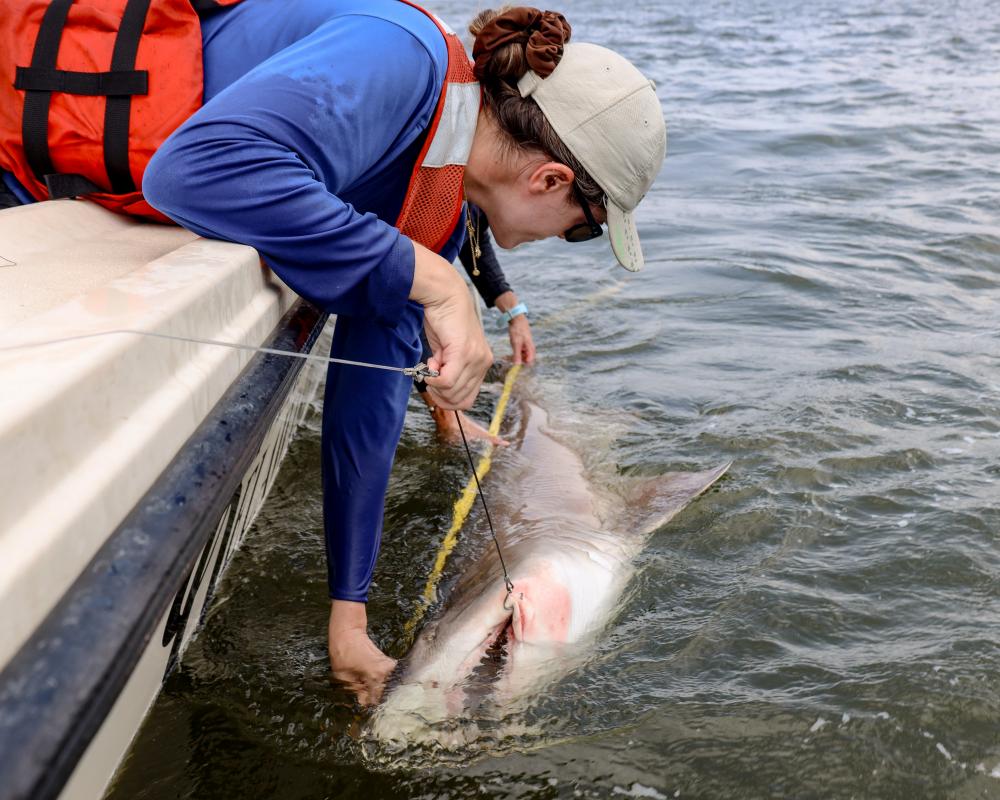 Protected US Sharks Sold to Foreign Aquariums: Delaware Bay Crisis