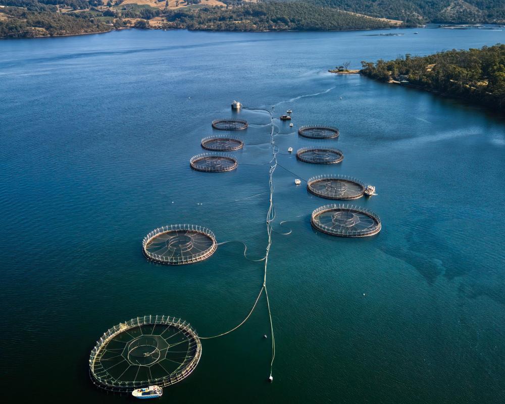 Tasmanian Salmon Farms Use 150,000 Underwater Explosives on Seals