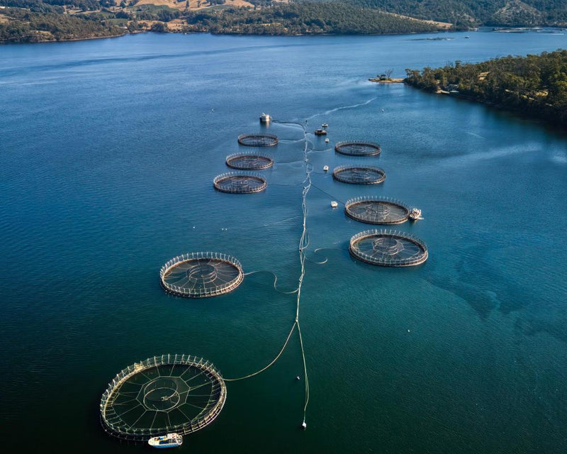 Tasmanian Salmon Farms Use 150,000 Underwater Explosives on Seals
