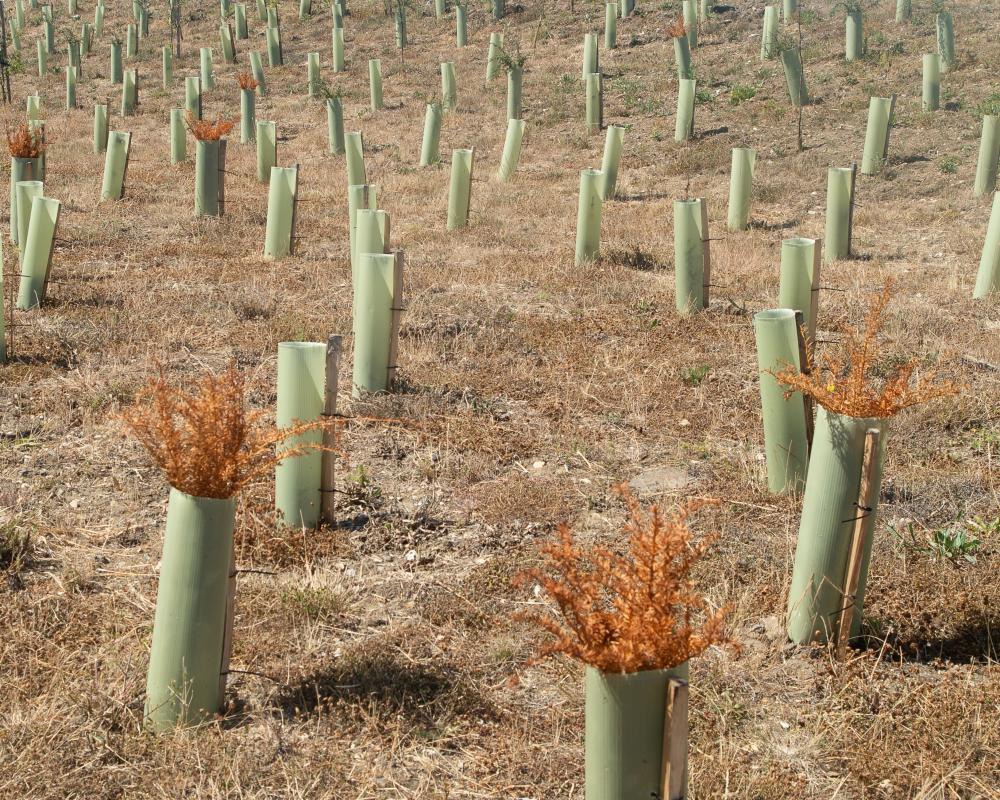 Tree Planting Success: The Critical Role of Watering