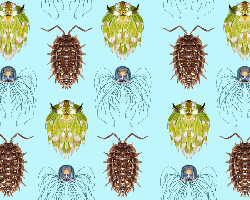 Top 10 Invertebrates of the Year: Amazing Creatures Revealed