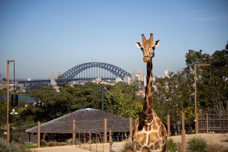 Why You Should Skip Zoos on Holiday Trips Abroad