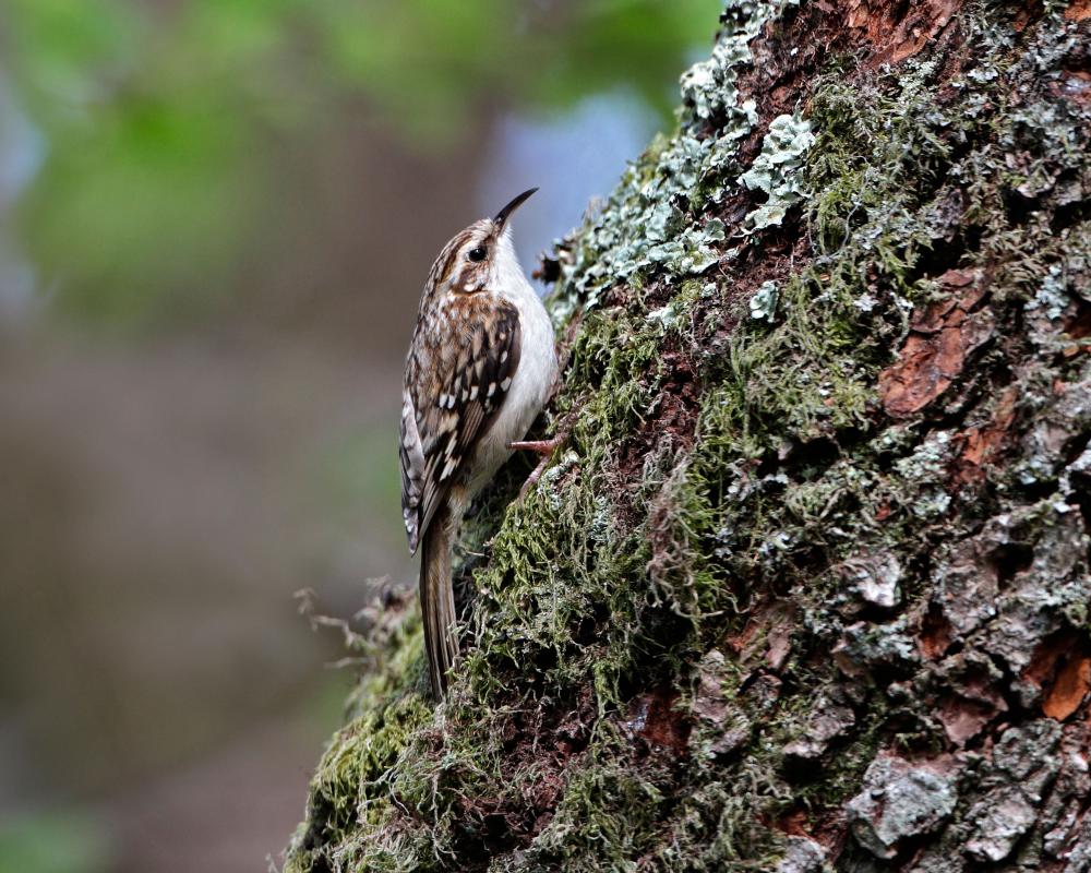 Country Diary: Why I'm Virtually Living in the Woods Now