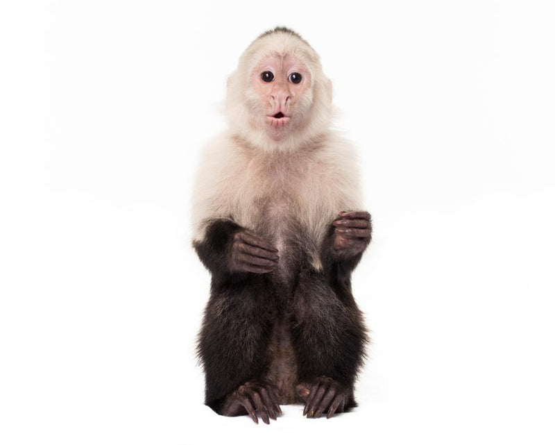 Monkeys and Humans: The Bizarre Tortured History Explained