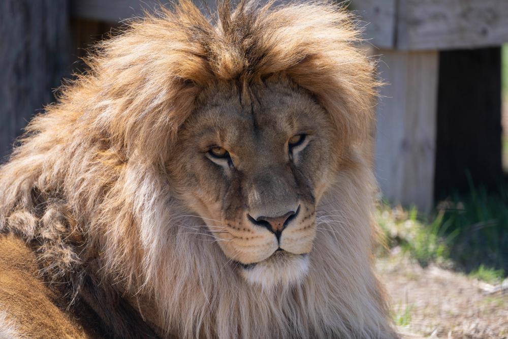 Lion Rescued from Ukraine War Fights Rare Fungal Disease