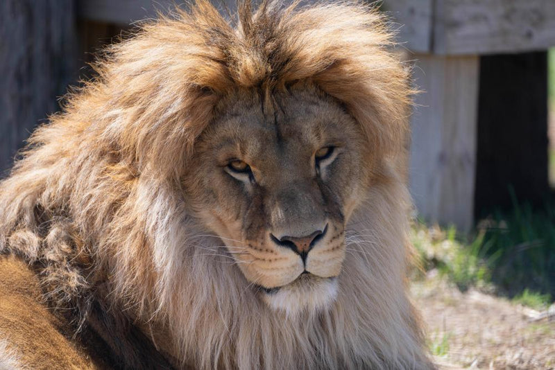 Lion Rescued from Ukraine War Fights Rare Fungal Disease