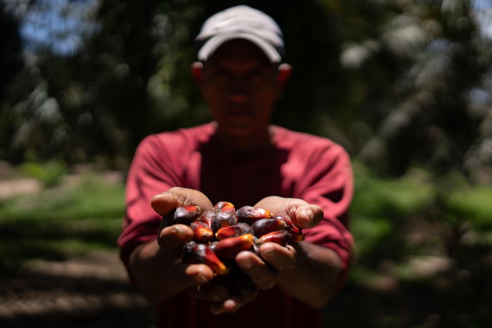 Honduran Farmers Labeled Terrorists for Protecting Land: A Deep