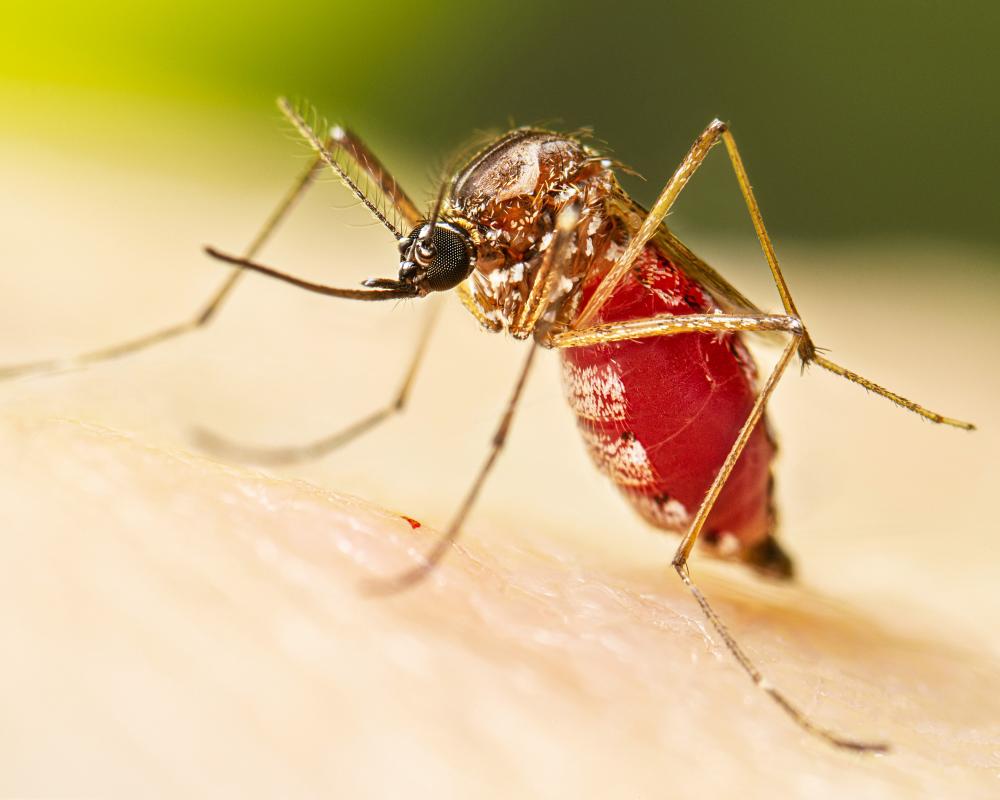 Dengue Fever Outbreak in Florida: Counties Declare Emergency