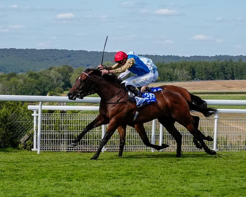 Evening Saigon Wins Stewards' Cup as Jim Crowley Retires