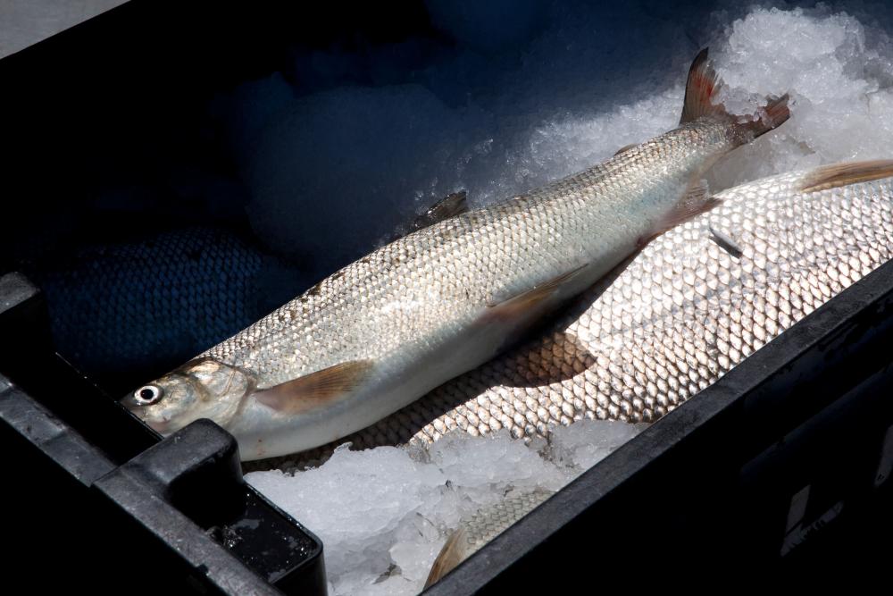 Lake Whitefish Decline: Great Lakes Icon Faces Extinction