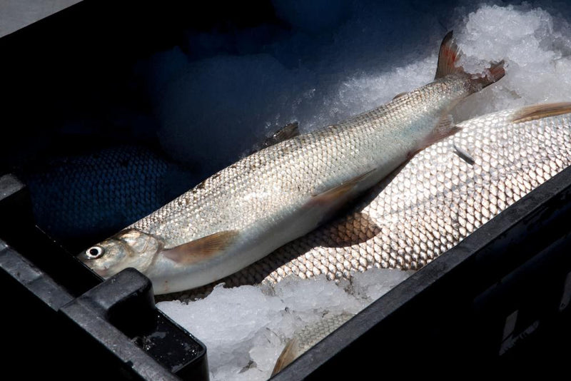 Lake Whitefish Decline: Great Lakes Icon Faces Extinction