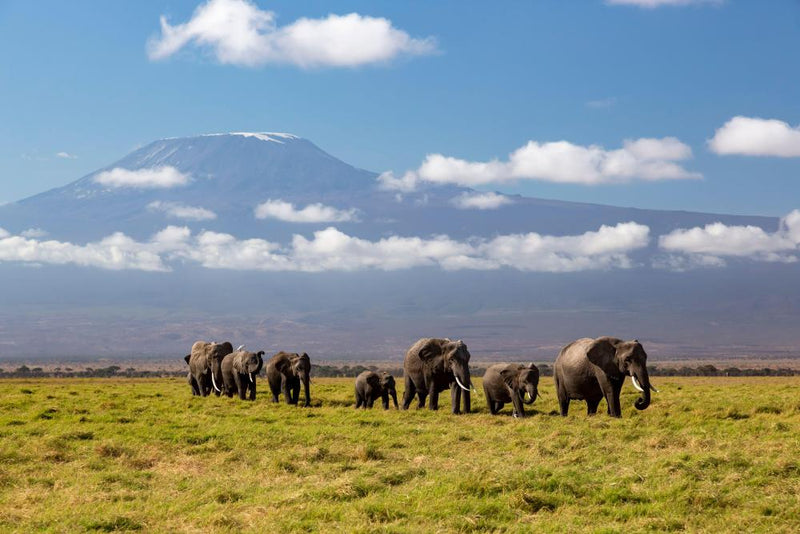 Kenya Elephant Deaths: 15 Elephants Die in Amboseli Park