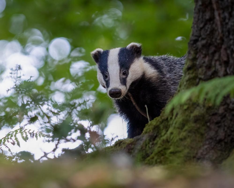 Badger Damage on Golf Courses: Why Greens Are Being Torn