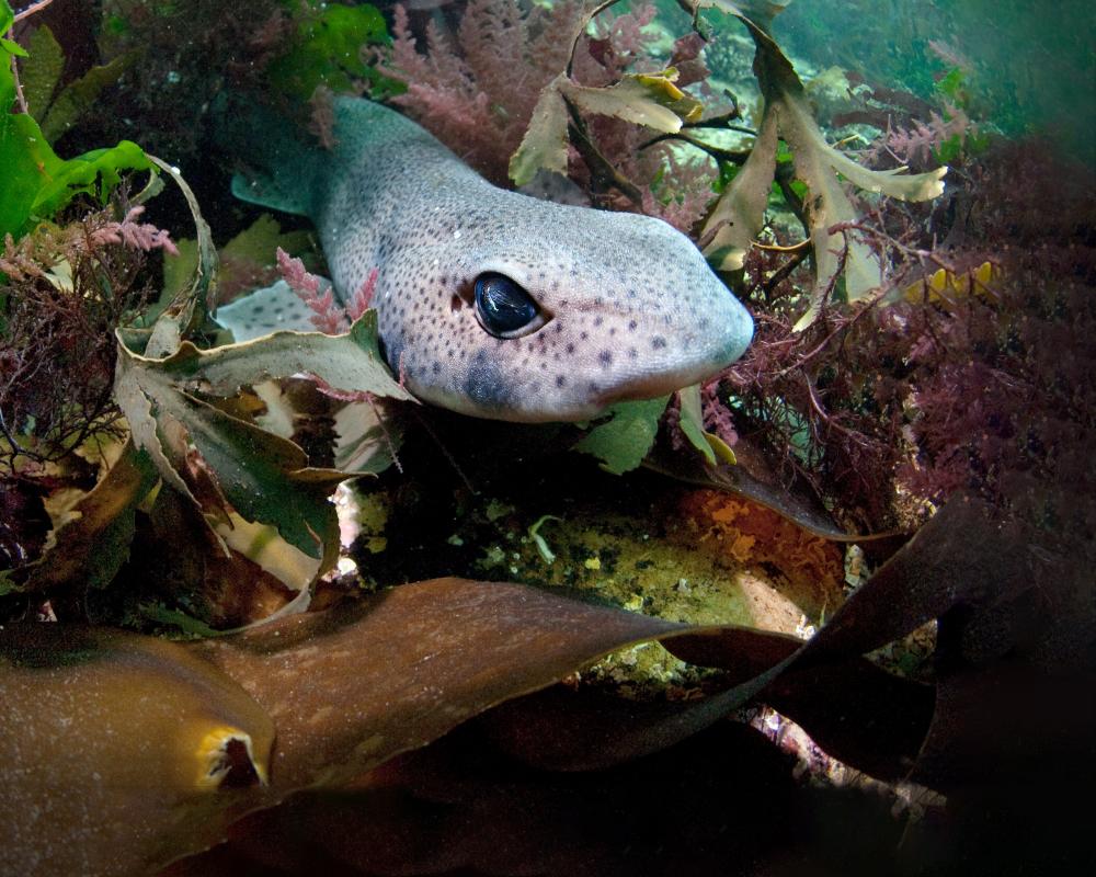 Marine Heatwaves Reshape British Seas and Fish Populations