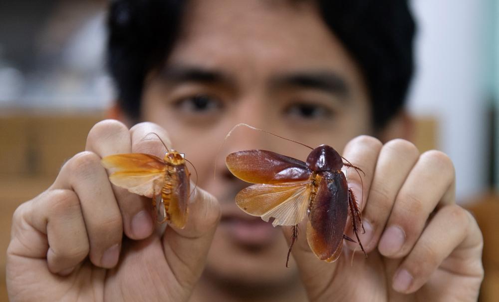 Cockroach Lord Names New Species After Tolkien and Pokémon