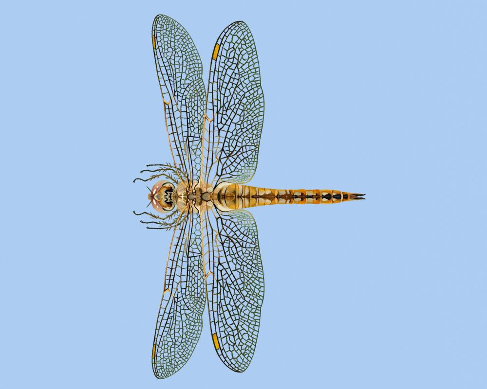 Dragonfly Migration: The Wandering Glider's Epic 18,000 km