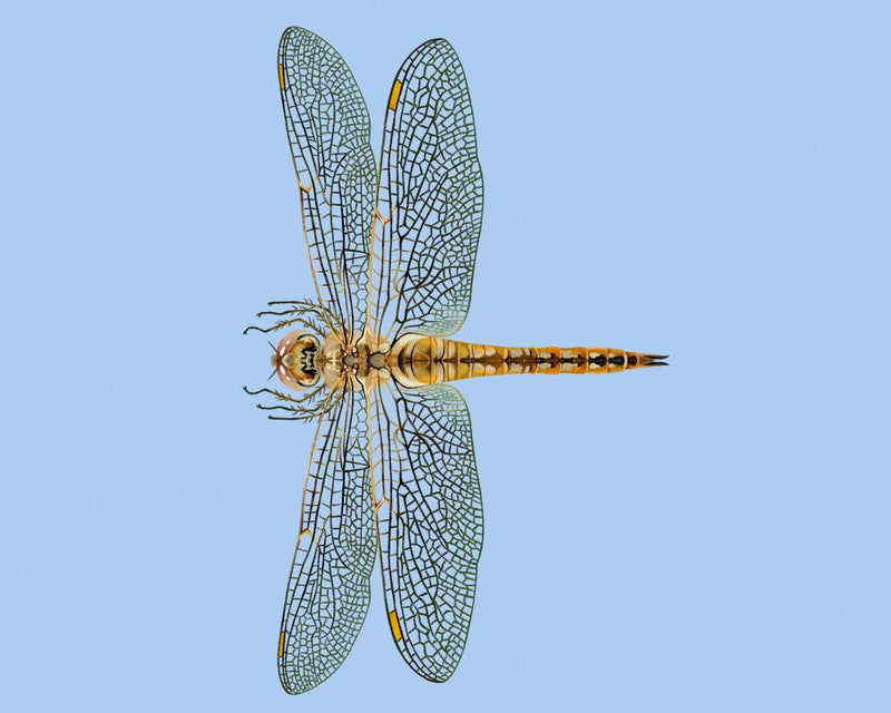 Dragonfly Migration: The Wandering Glider's Epic 18,000 km