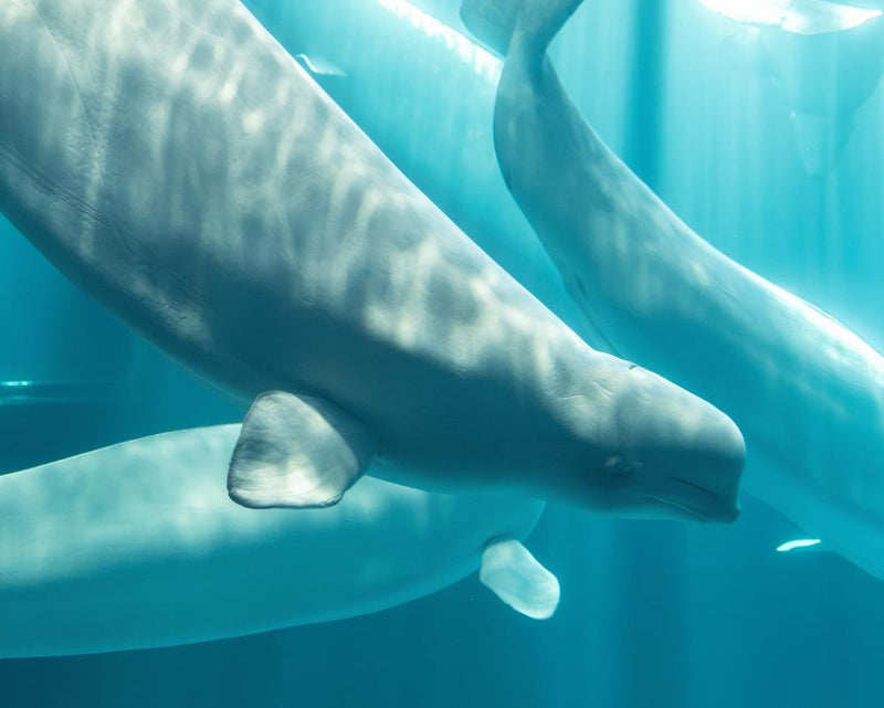 Rescued Beluga Whale Dies at Illinois Aquarium After Marineland