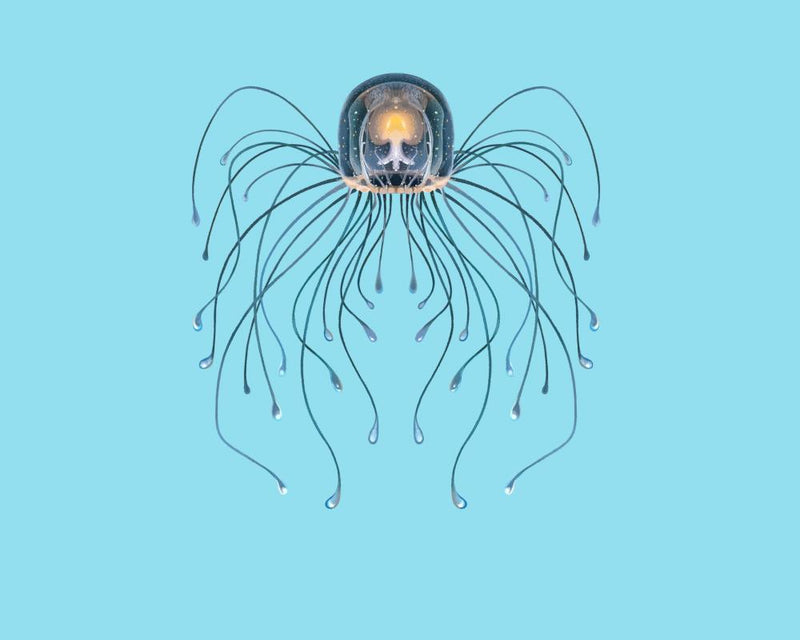Immortal Jellyfish: Nature’s Secret to Cheating Death