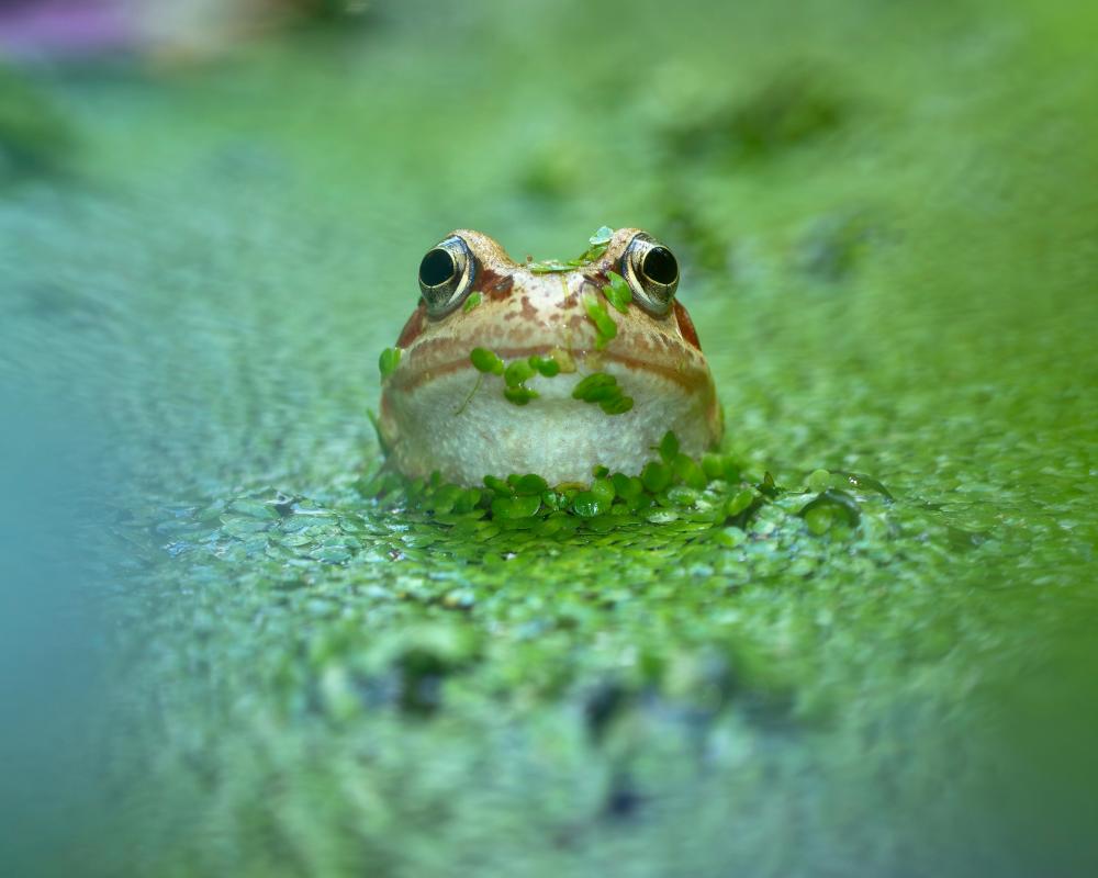 Pond Protection Essential for Wildlife Habitats and Biodiversity
