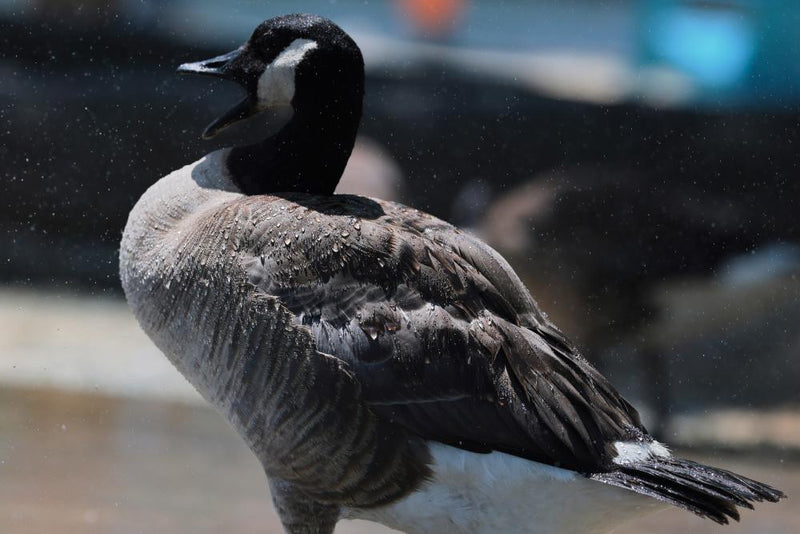 Pet Goose Saves Family from Barn Fire: Heroic Animal Alert