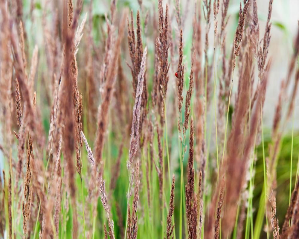 Autumn Planting: Why Fall Is Perfect for Ornamental Grasses