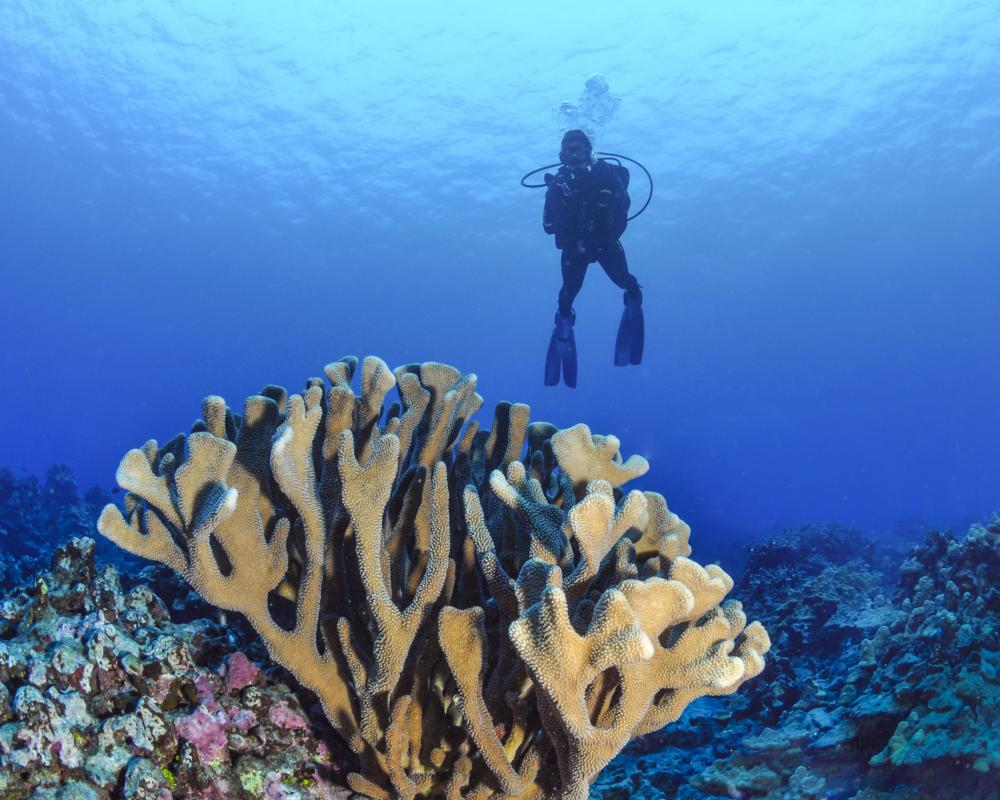 UN Warns 96% of Coral Reefs Face Collapse by 2075