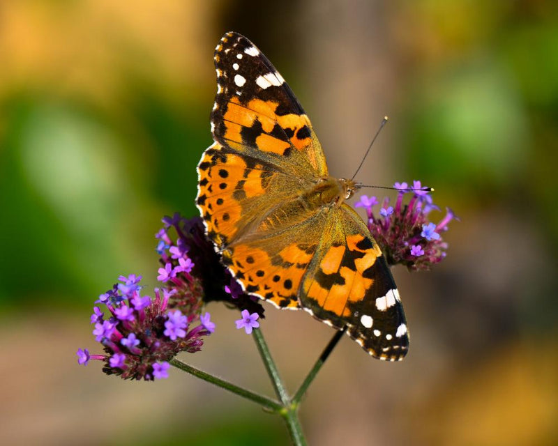 Record Heatwaves Deliver Second-Best Butterfly Season in Britain