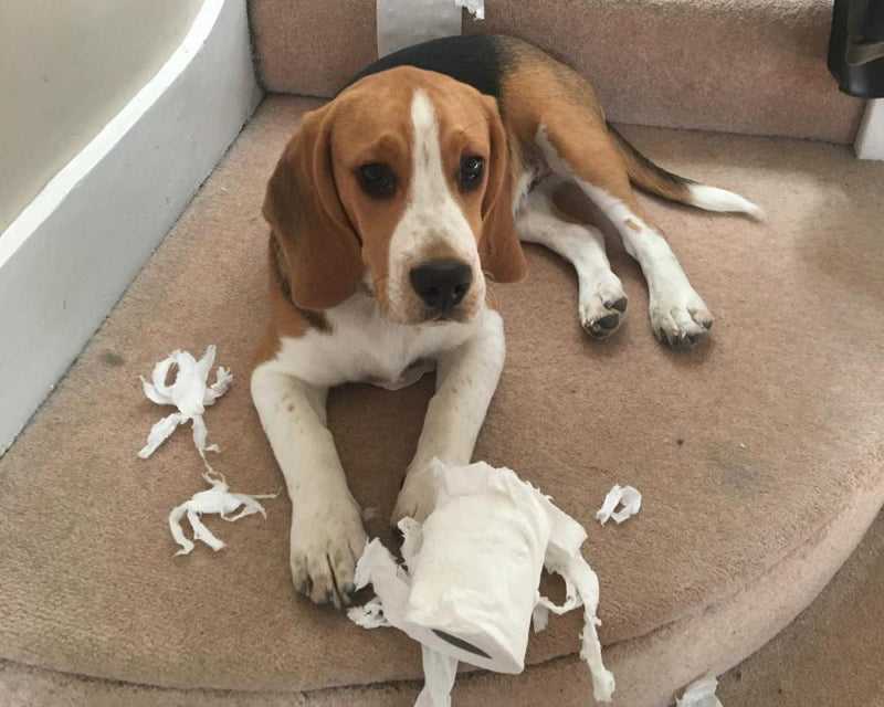 Ernie the Danger Dog: A Tale of Canine Mischief and Survival