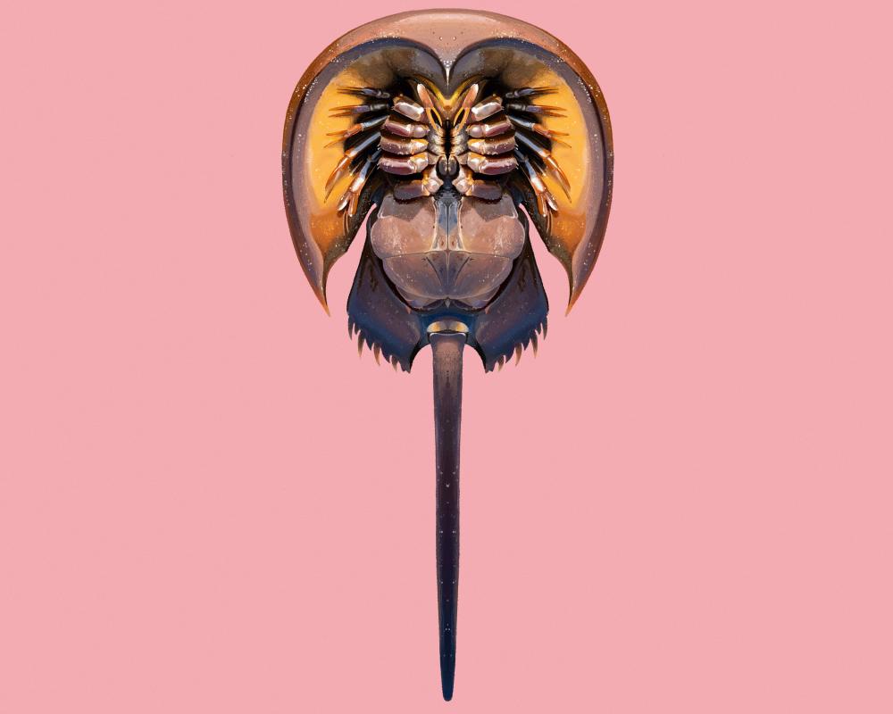 Horseshoe Crab Blue Blood: Ancient Arthropod's Medical Secret