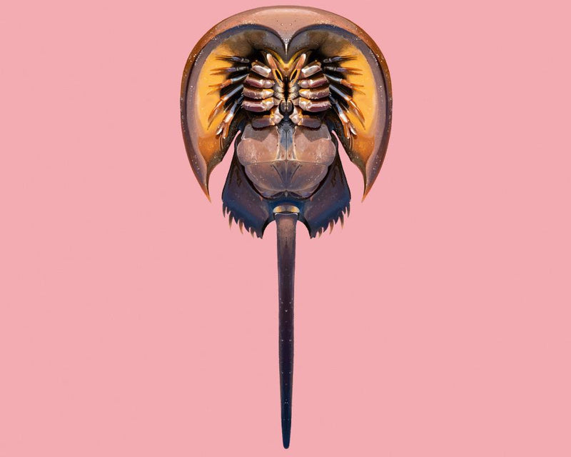 Horseshoe Crab Blue Blood: Ancient Arthropod's Medical Secret