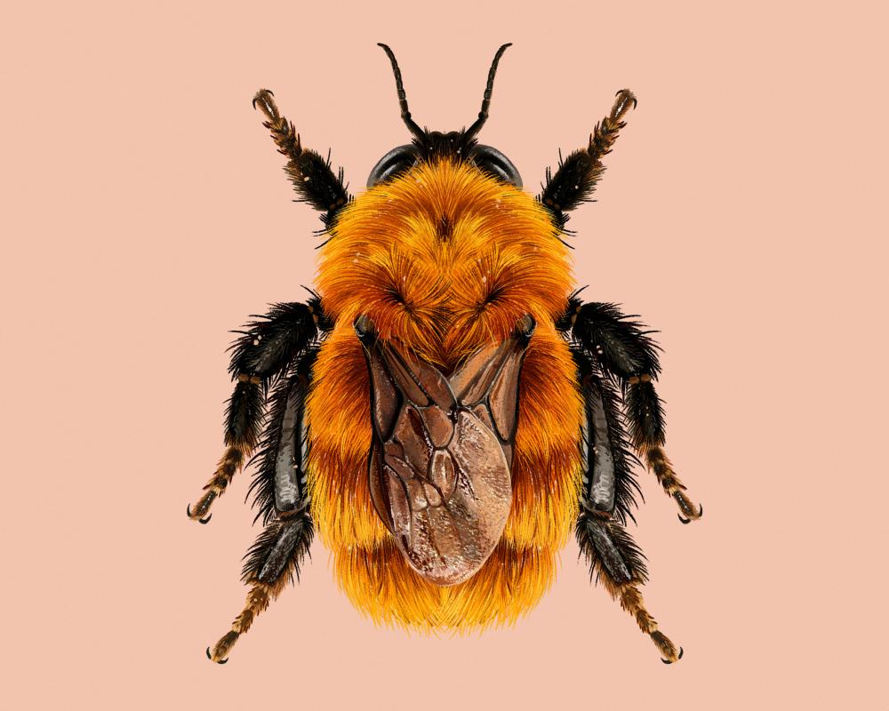 Moscardón Bumblebee: Giant Patagonian Pollinator Faces Extinction