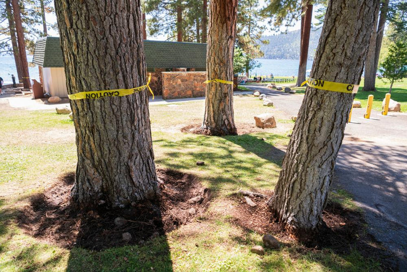 Lake Tahoe Pine Trees Poisoned: Nevada Investigation Update