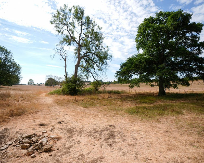 UK Drought Effects on Wildlife to Last for Years to Come