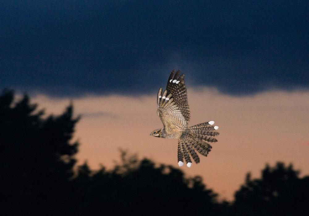 Nightjar Watching: Elusive Bird's Thrilling Dusk Display