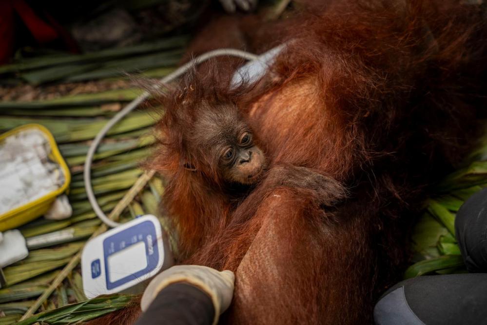 El Niño Wildfires Devastate Indonesia's Orangutan Population