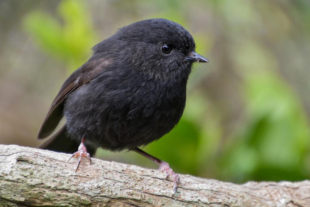 Black Robin Wins New Zealand Bird of the Year 2024
