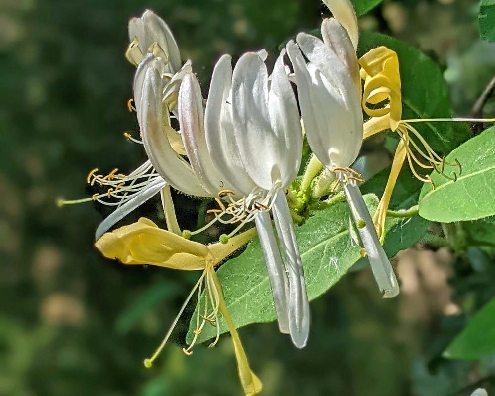 Fragrant Walk Among Honeysuckle: Nature's Sweet Stranglehold