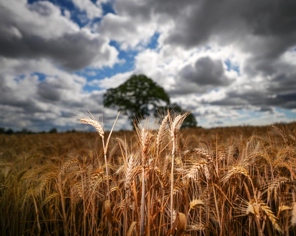 Why Reform's Climate vs Economy Trade-Off Is Wrong for Britain