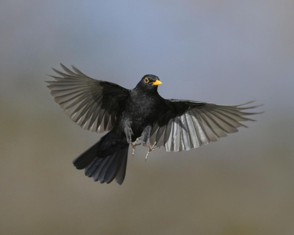 Birds and Death: Eerie Signs and Spiritual Connections