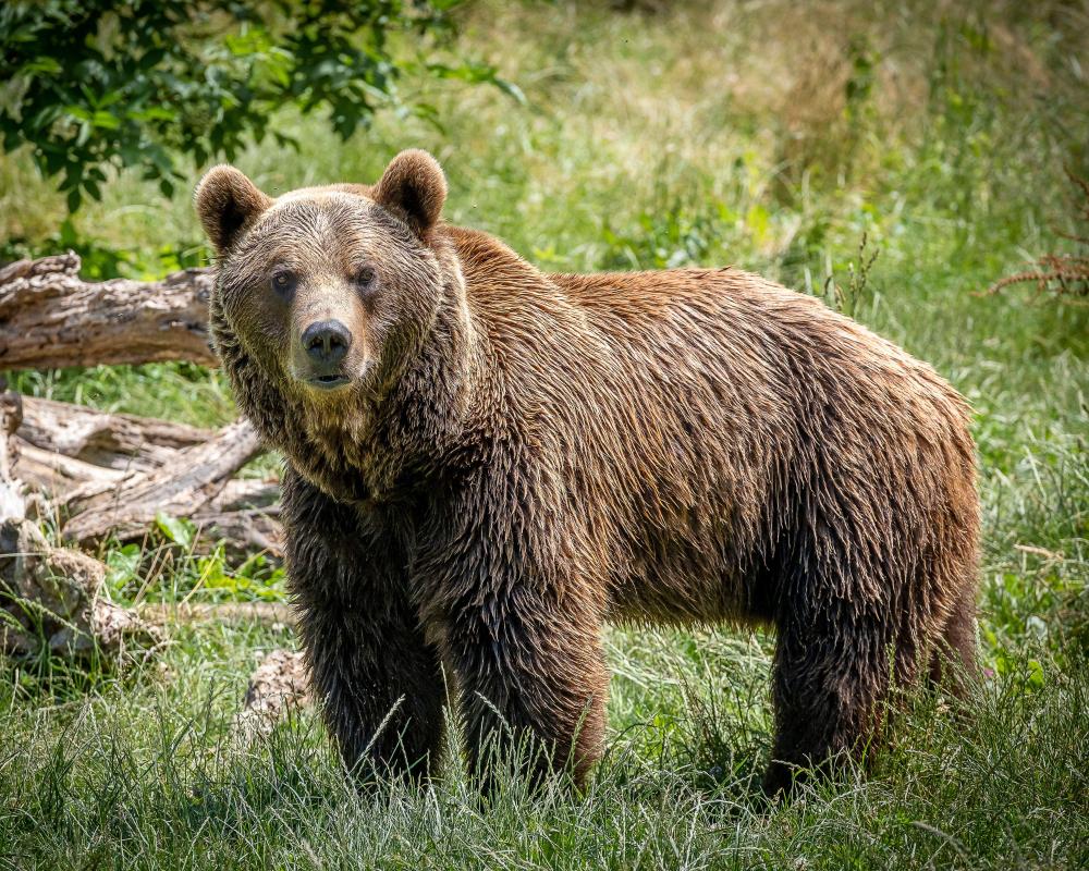 Going on a Bear Hunt in Northern Spain: A Wildlife Adventure