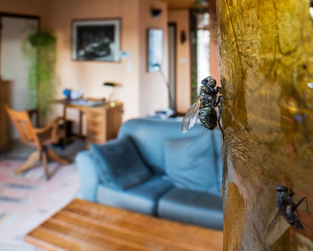 UK Fly Infestations: Causes, Health Risks, and Effective