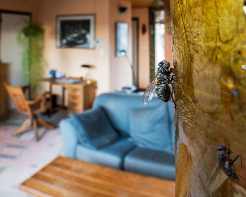 UK Fly Infestations: Causes, Health Risks, and Effective