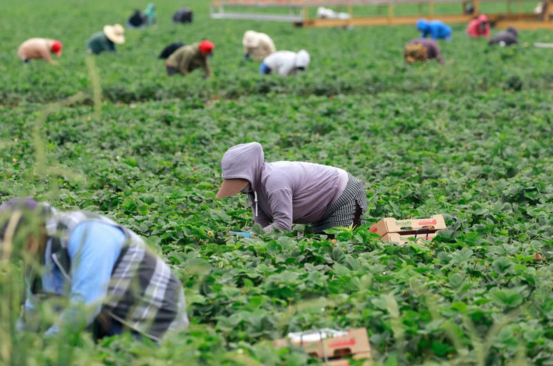 US Farm Workers Fear Immigration Raids: New Survey Reveals
